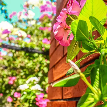 Asoa Peaceful Sea View Gæstehus Kalkan