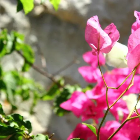 Asoa Peaceful Sea View Gæstehus Kalkan