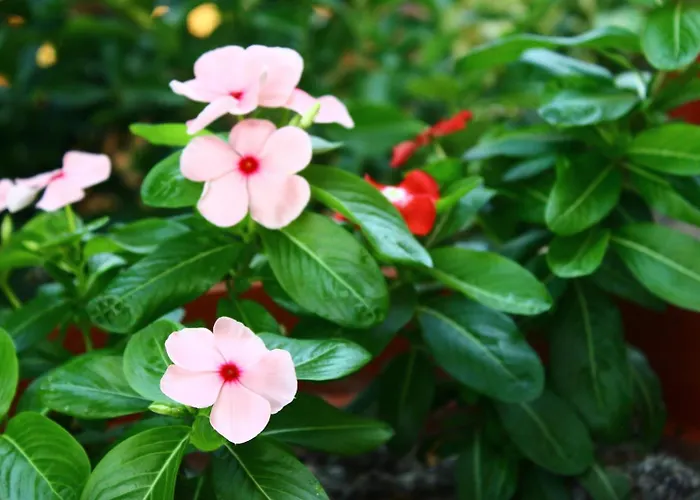 Гостевой дом Asoa Peaceful Sea View *